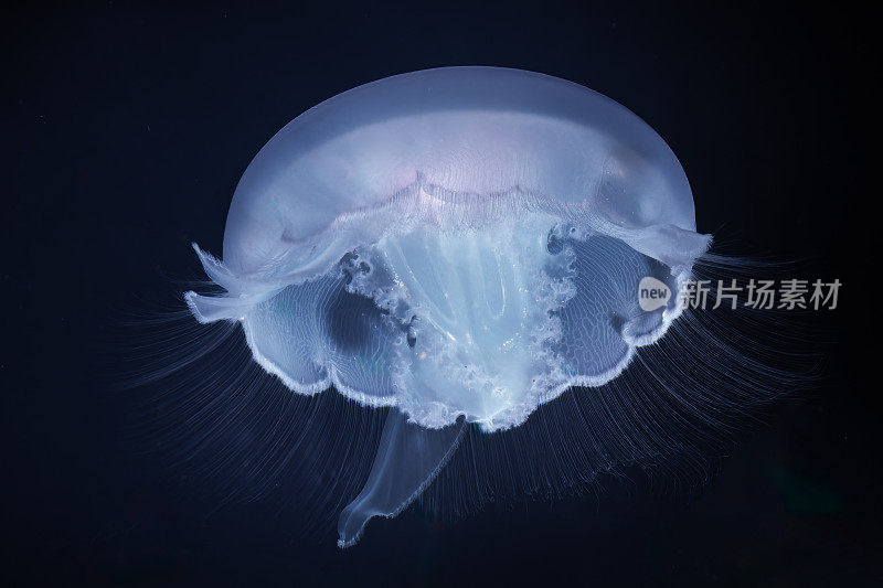 Aurelia aurita(也被称为普通水母、月亮水母、月亮水母或碟状水母)是水母科的一种。水母几乎完全是半透明的。蒙特利湾，加利福尼亚。